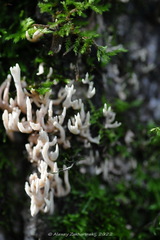Lentaria byssiseda