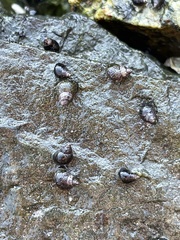 Littorina