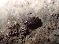 Stygnocoris