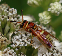 Euodynerus pratensis