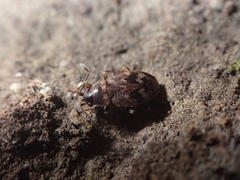 Stygnocoris