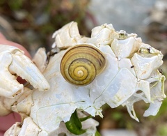 Cepaea hortensis