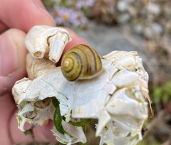 Cepaea hortensis