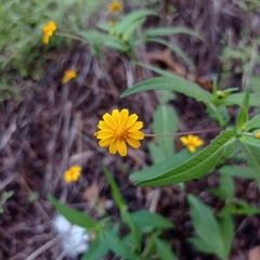 Melampodium divaricatum