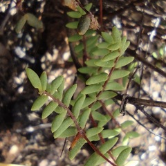 Pellaea mucronata mucronata