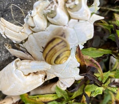 Cepaea hortensis