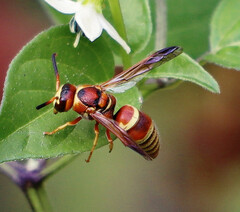 Euodynerus pratensis