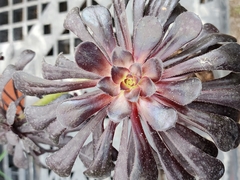Aeonium