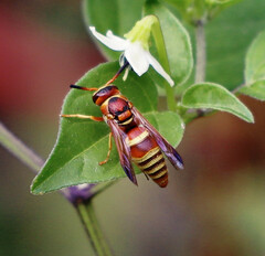Euodynerus pratensis
