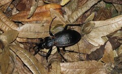 Carabus hortensis