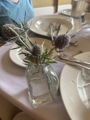 Eryngium