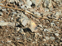 Coenonympha pamphilus