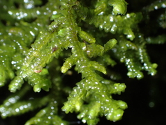 Porella