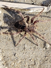 Araneus saevus