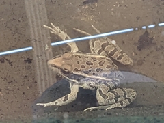 Lithobates berlandieri