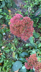 Hylotelephium maximum × spectabile