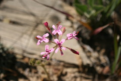 Pelargonium triphyllum