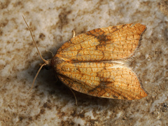 Acleris rhombana