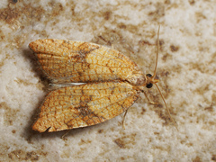Acleris rhombana