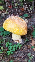 Amanita
