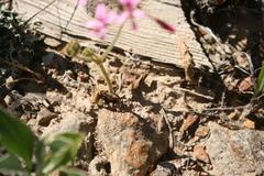 Pelargonium triphyllum