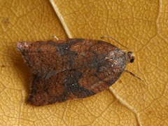 Acleris rhombana