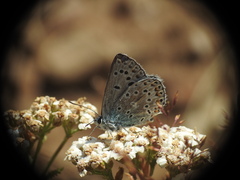 Polyommatus escheri