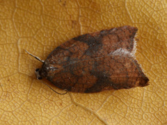 Acleris rhombana