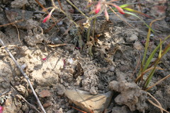 Pelargonium triphyllum