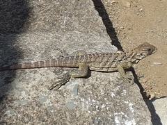 Cyclura nubila