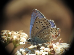 Polyommatus escheri
