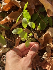 Symphoricarpos mollis