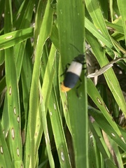 Chauliognathus tripartitus