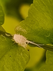Pseudococcus