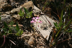Pelargonium triphyllum