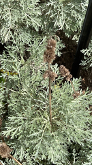 Artemisia absinthium