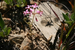 Pelargonium triphyllum