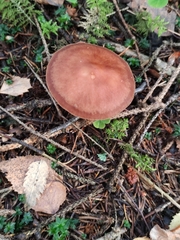 Rhodocollybia prolixa