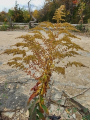 Solidago canadensis