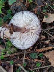 Rhodocollybia prolixa