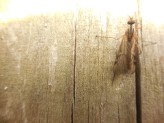 Sylvicola fenestralis