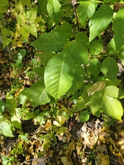 Ptelea trifoliata