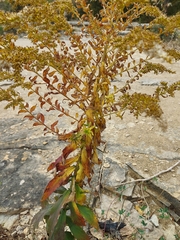 Solidago canadensis