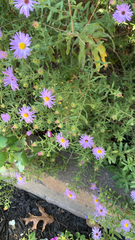 Symphyotrichum oblongifolium