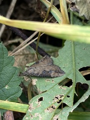 Hypena humuli