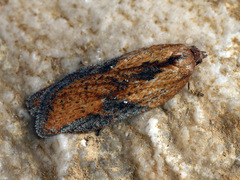 Acleris rufana
