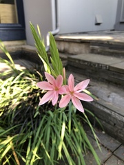 Hesperantha