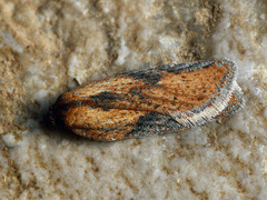 Acleris rufana