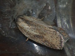 Acleris rufana