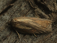 Acleris rufana
